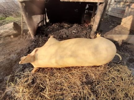 Забой свиней  - купить на сайте объявлений Армавир онлайн