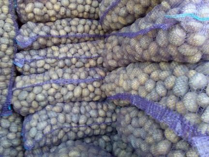 Картофель  - купить на сайте объявлений Армавир онлайн