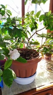 Фиалки, гардения, бегония элатиор  - купить на сайте объявлений Армавир онлайн