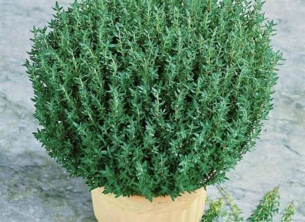 Тимьян культурный бордюрный  - купить на сайте объявлений Армавир онлайн