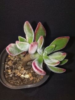 Растения. Эчеверия  Армавир