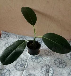 Фикус каучуконосный  - купить на сайте объявлений Армавир онлайн