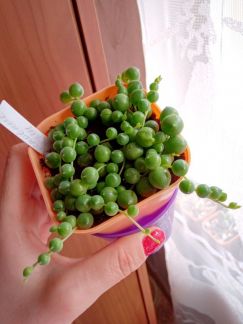 Крестовник Роули  - купить на сайте объявлений Армавир онлайн