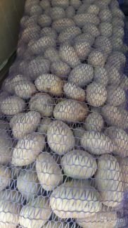 Картофель  - купить на сайте объявлений Армавир онлайн