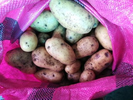 Картофель молодой  Армавир