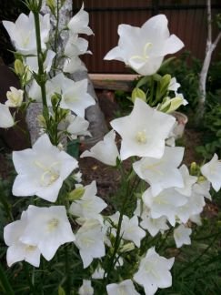 Цветы  - купить на сайте объявлений Армавир онлайн