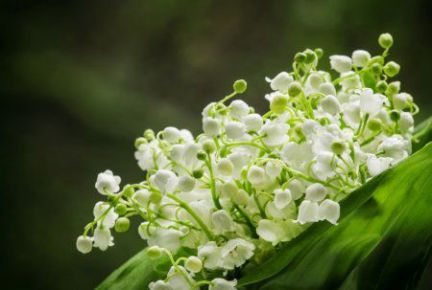 Ландыши  - купить на сайте объявлений Армавир онлайн