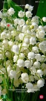 Ландыш  - купить на сайте объявлений Армавир онлайн