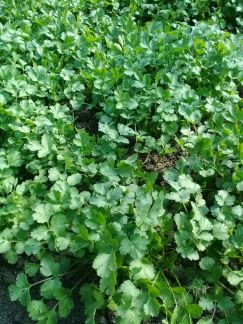 Кинза  - купить на сайте объявлений Армавир онлайн