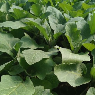 Рассада помидор, баклажан, перца  - купить на сайте объявлений Армавир онлайн