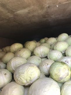 Капуста  - купить на сайте объявлений Армавир онлайн