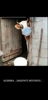 Молоко  - купить на сайте объявлений Армавир онлайн