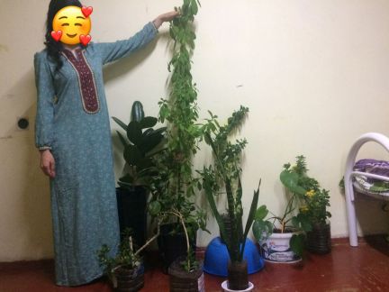 Цветы  - купить на сайте объявлений Армавир онлайн