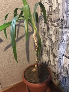 Драцена  - купить на сайте объявлений Армавир онлайн