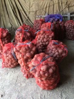 Картофель на корм  Армавир