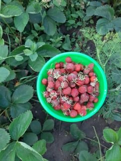 Клубника  - купить на сайте объявлений Армавир онлайн