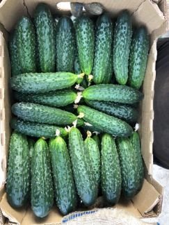 Огурцы  - купить на сайте объявлений Армавир онлайн