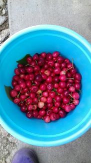 Черешня  Армавир