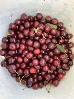 Черешня  Армавир