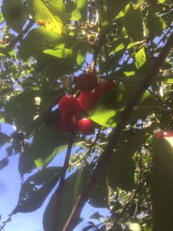 Вишня  - купить на сайте объявлений Армавир онлайн