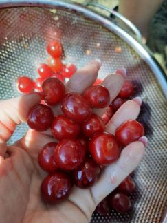 Продам вишню  Армавир