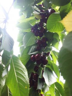 Черешня  - купить на сайте объявлений Армавир онлайн