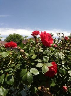 Участок 11.11 га (СНТ, ДНП)  Армавир