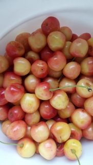 Черешня  - купить на сайте объявлений Армавир онлайн